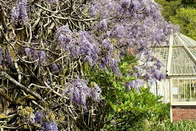 Thumbnail Greenway Wysteria